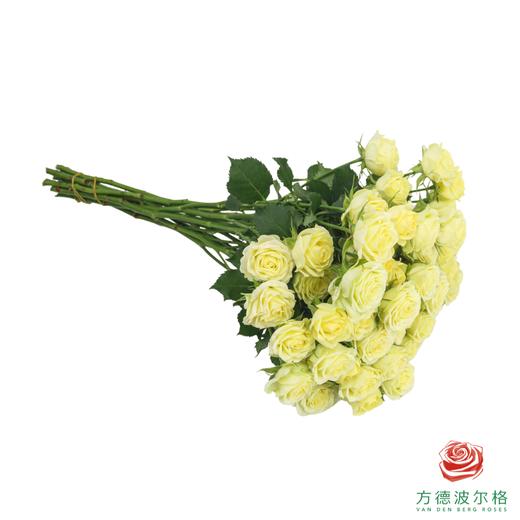 婚礼邀请 10枝一扎 商品图2