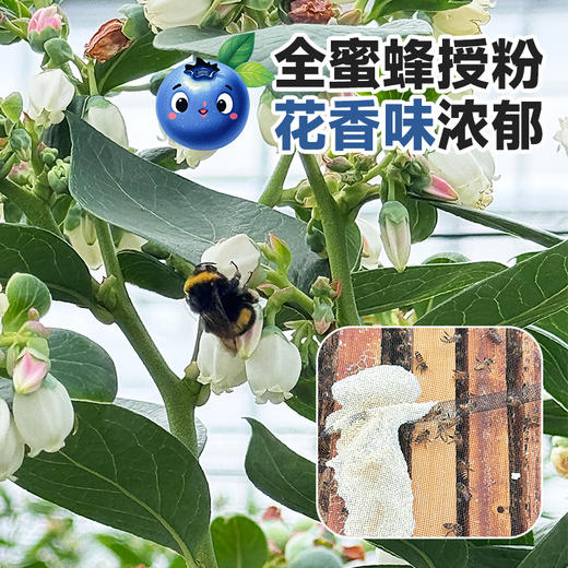 西域美农 好吃的蓝莓 高山蓝莓 125g*4/6盒装  顺丰发货 商品图1