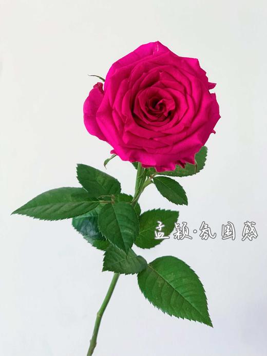 【AB级氛围感玫瑰.第二件立减10元】10支/份  长约60-65cm 商品图5