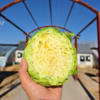 生态甘蓝 | 圆白菜 包心菜 卷心菜  |   口感鲜嫩 | 石嫣农场*Oxheart Cabbage 商品缩略图2