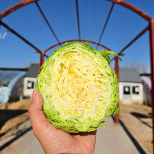 生态甘蓝 | 圆白菜 包心菜 卷心菜  |   口感鲜嫩 | 石嫣农场*Oxheart Cabbage 商品图2