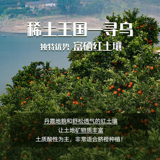 ZN江西赣南脐橙大果9斤彩箱装【分仓直发，72小时发货，周末节假日不发货】 商品图9