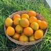 西域美农 广西融安金桔  滑皮金桔  脆蜜金桔 从皮到芯都甜滋滋的 商品缩略图11