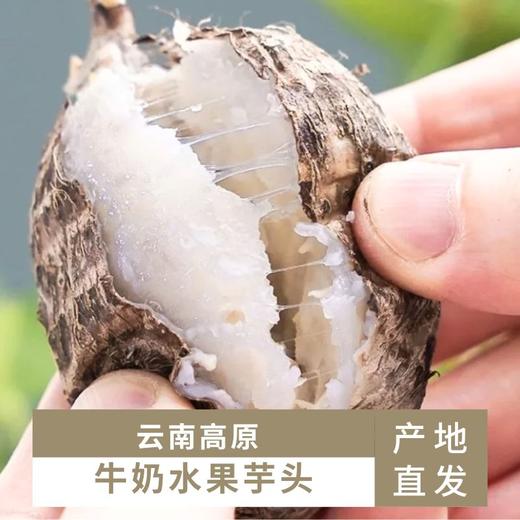 云南红河蒙自牛奶芋头，多种规格 商品图0