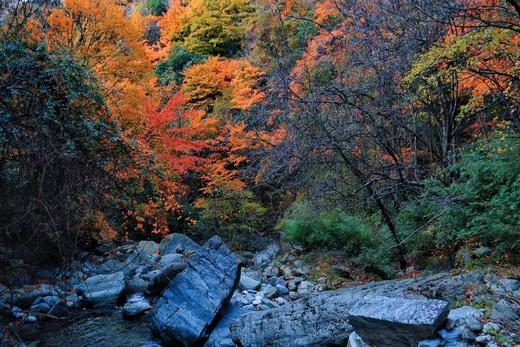 新年开营1.2-1.3【2天1夜唐家河自然科普独立游学】野生动物天堂，深入森林探寻濒危珍稀野生动物！跟踪兽道，测量采集动物踪迹，野外红外相机实践，对话高山向导！ 商品图14