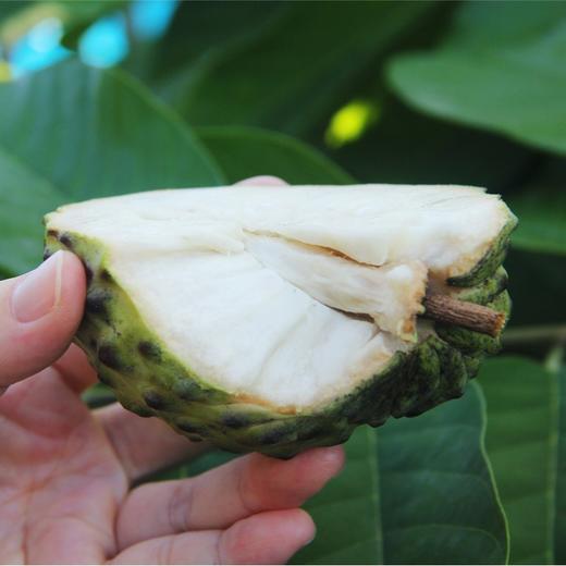 【顺丰/京东】海南甜蜜释迦  细腻浓香 软糯甜蜜 芝士般嫩滑 蜂蜜般甜蜜 凤梨般风味 ATX 商品图2