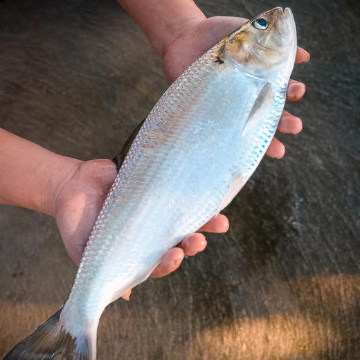【直送到家】新孟河清水鲥鱼 鲜活出水 现捕现捞 多种规格实物礼盒包邮到家 商品图2