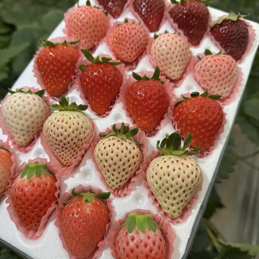 顺丰次日达丨多色草莓【拼搭真红美玲粉玉奶油系列】