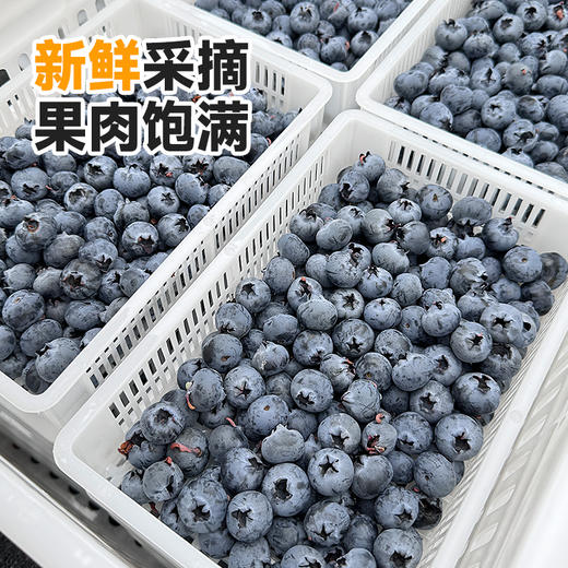 西域美农 好吃的蓝莓 高山蓝莓 125g*4/6盒装  顺丰发货 商品图4