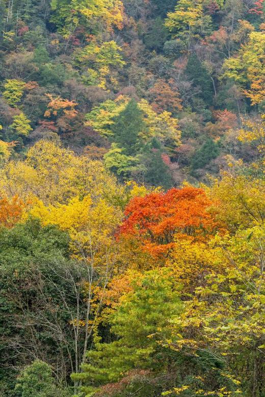 新年开营1.2-1.3【2天1夜唐家河自然科普独立游学】野生动物天堂，深入森林探寻濒危珍稀野生动物！跟踪兽道，测量采集动物踪迹，野外红外相机实践，对话高山向导！ 商品图6