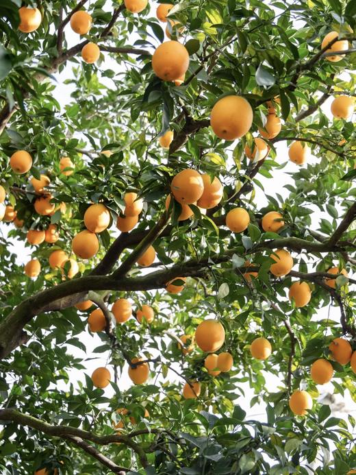 赣南脐橙 | 最有橙子味儿的橙子🍊现摘现发·鲜甜多汁·0差评团友无限回购!!! 商品图3