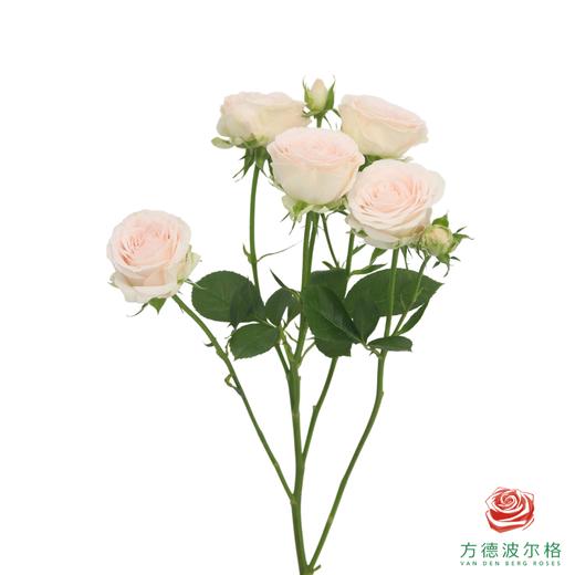 寿司 10枝一扎 商品图5