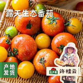 露天生态草莓番茄/三色小番茄(西红柿/圣女果）4/4.5斤 | 合作农友生产，来自四川攀枝花，生产者：许桂云 *【公平贸易农人定价】