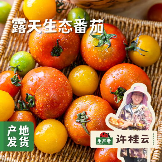 露天生态草莓番茄/三色小番茄(西红柿/圣女果）4/4.5斤 | 合作农友生产，来自四川攀枝花，生产者：许桂云 *【公平贸易农人定价】 商品图0