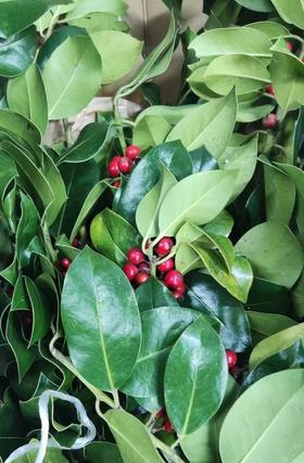 荷兰花材 | 槲寄生红色冬青 Dec Hulst Ilex