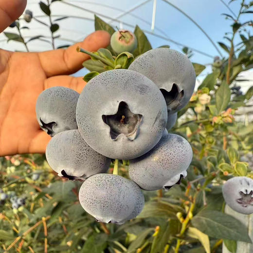 鲜果·花香蓝莓首发 商品图0