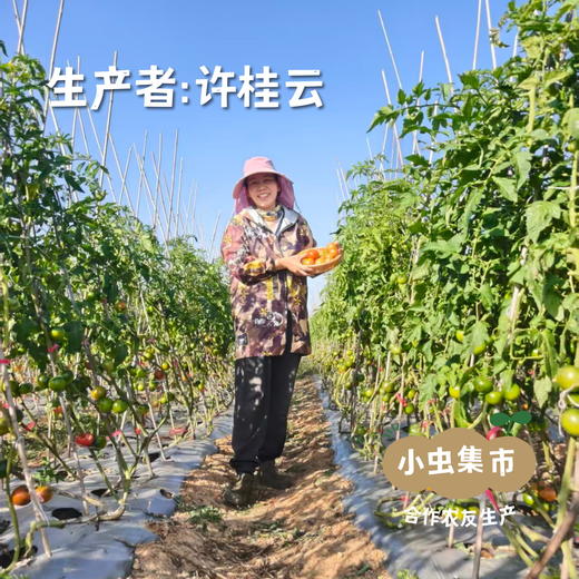 露天生态草莓番茄/三色小番茄(西红柿/圣女果）4/4.5斤 | 合作农友生产，来自四川攀枝花，生产者：许桂云 *【公平贸易农人定价】 商品图5