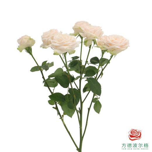 嘉荷多头- 索菲 10枝一扎 商品图5