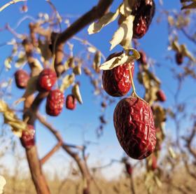 十成干度【新疆若羌灰枣】 独一无二树上吊干的红枣，每年12月左右上线，为了糖分等营养物质的自然沉积，不提前入市场，一切为了品质。