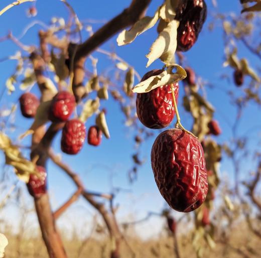十成干度【新疆若羌灰枣】 独一无二树上吊干的红枣，每年12月左右上线，为了糖分等营养物质的自然沉积，不提前入市场，一切为了品质。 商品图0