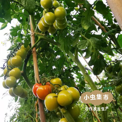 露天生态草莓番茄/三色小番茄(西红柿/圣女果）4/4.5斤 | 合作农友生产，来自四川攀枝花，生产者：许桂云 *【公平贸易农人定价】 商品图8