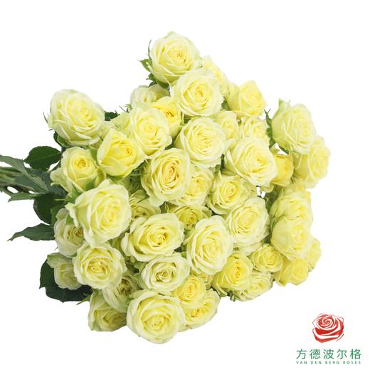 婚礼邀请 10枝一扎 商品图0