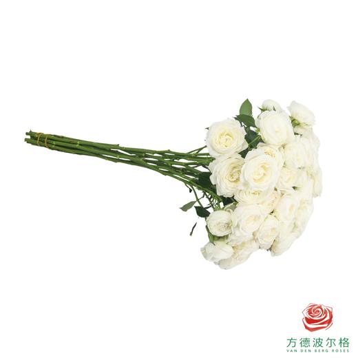 嘉荷多头- 白巧芝士10枝一扎 商品图5