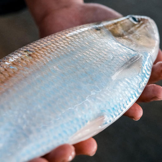 【直送到家】新孟河清水鲥鱼 鲜活出水 现捕现捞 多种规格实物礼盒包邮到家 商品图5