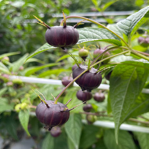 【云南红果参】产自云南深山的果子，水果中的人参，深冬鲜果，传统中药称为“南方人参” 商品图5