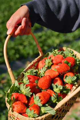 市面少见纯露养草莓！天然香气 完美酸甜比 超好吃！