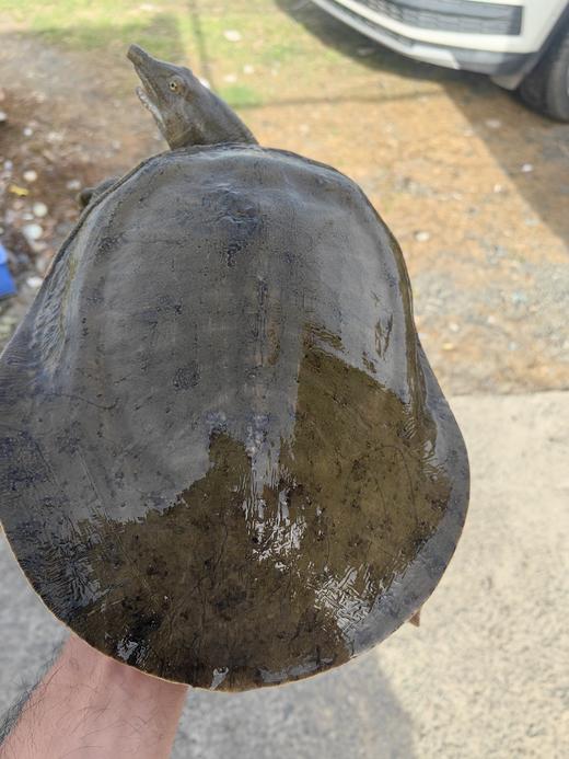 仁和冬捕 张浩家庭农场 鸡/鸭/鸡蛋/鹅/甲鱼 商品图5