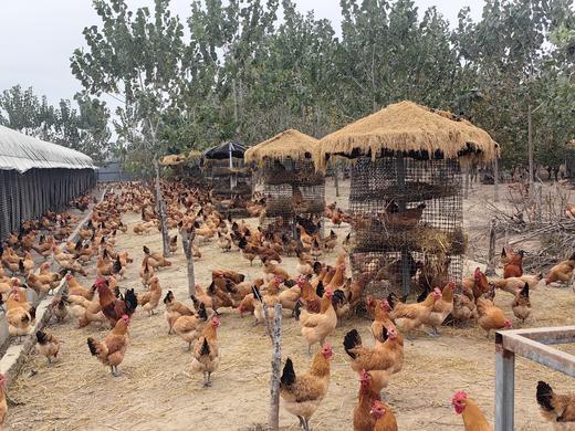 仁和冬捕 张浩家庭农场 鸡/鸭/鸡蛋/鹅/甲鱼 商品图1