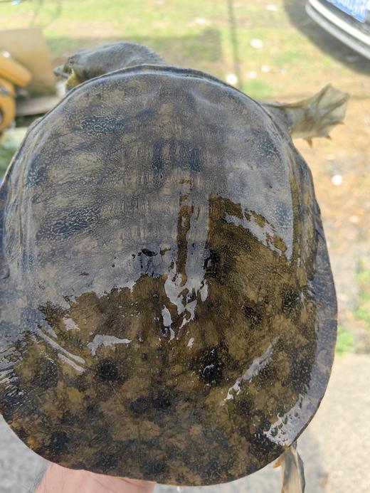 仁和冬捕 张浩家庭农场 鸡/鸭/鸡蛋/鹅/甲鱼 商品图4