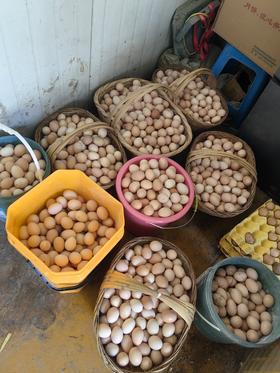 仁和冬捕 张浩家庭农场 鸡/鸭/鸡蛋/鹅/甲鱼