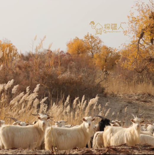 「牧民现宰现杀！」新疆盐碱山羊娃子奶香不膻·顺丰空运直邮 商品图9