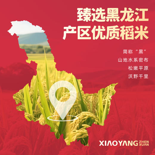 小杨臻选长粒香大米黑龙江产优质稻米弹润清香粳米稻香礼品 商品图1