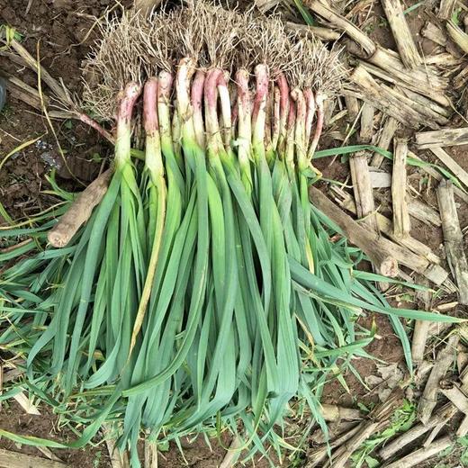 [最农公社]顺丰到家|苏北露天红根紫皮大蒜青蒜3斤5斤好大蒜吃在嘴里是香的不臭嘴 商品图1