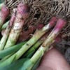[最农公社]顺丰到家|苏北露天红根紫皮大蒜青蒜3斤5斤好大蒜吃在嘴里是香的不臭嘴 商品缩略图3