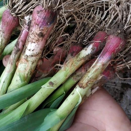 [最农公社]顺丰到家|苏北露天红根紫皮大蒜青蒜3斤5斤好大蒜吃在嘴里是香的不臭嘴 商品图3