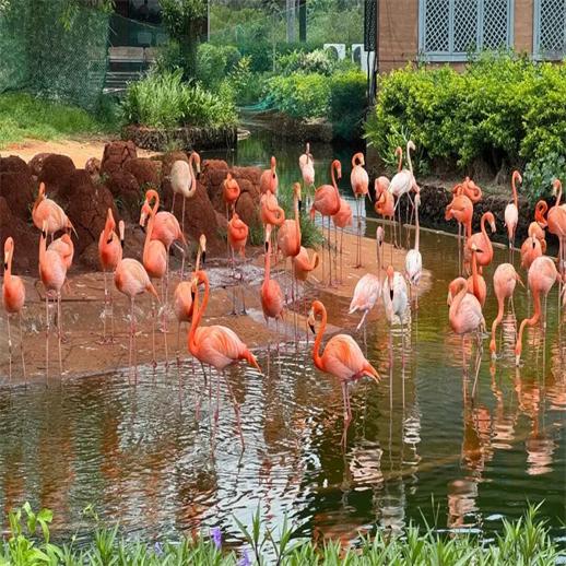 海口自由行 5钻温泉花园酒店随心住 玩转骑楼老街假日海滩等网红目的地 商品图10