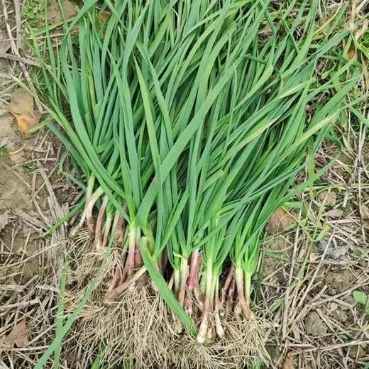 [最农公社]顺丰到家|苏北露天红根紫皮大蒜青蒜3斤5斤好大蒜吃在嘴里是香的不臭嘴 商品图4
