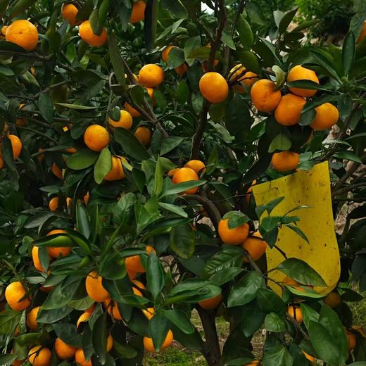热卖中！！【国家地理标志产品】浙江临海涌泉蜜桔特优级精品果（5斤/箱：18-30个） 商品图6