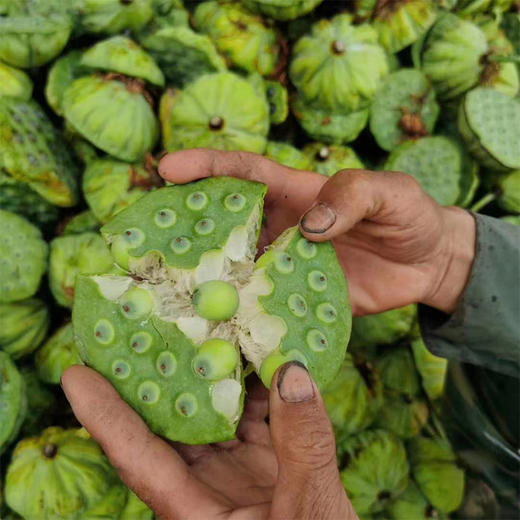 【江西广昌手工白莲子】地标性非遗传统手工制作  可生吃 无硫熏  冷水炖煮粉糯清香 入口即化 回归到农家本味 商品图1