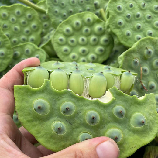 【江西广昌手工白莲子】地标性非遗传统手工制作  可生吃 无硫熏  冷水炖煮粉糯清香 入口即化 回归到农家本味 商品图3