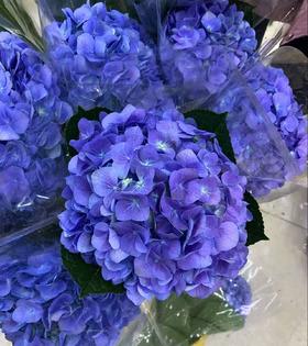 绣球 | 蓝紫（颜色有变化 介意者慎拍 ）