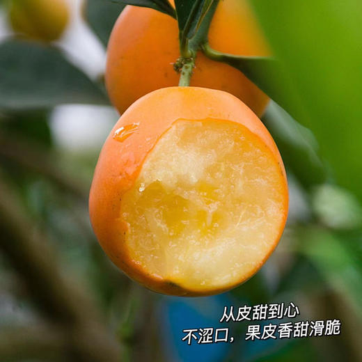 【融安金桔】第三代脆蜜金柑个大肉厚，入口化渣，纯甜不麻嘴，从皮甜到心。不涩口，果皮香甜滑脆、 肉质细腻脆甜!! 商品图0