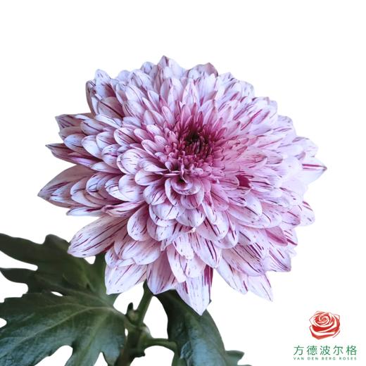 VDB单头小菊-皮普粉斑纹 商品图0