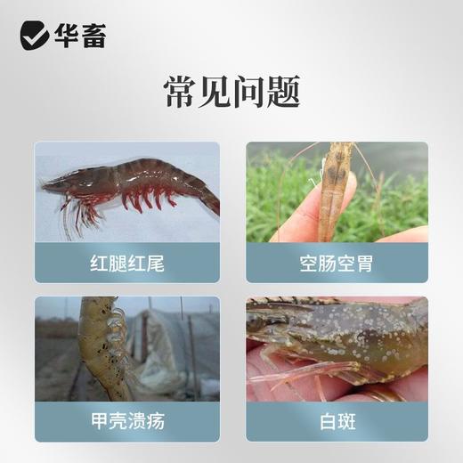 华畜弧菌克星弧菌清水产养殖鱼虾杀菌白斑空肠空胃噬菌海缸弧克 商品图2
