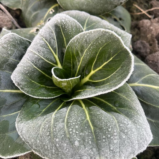 [最农公社]顺丰到家|苏北露天青菜买4斤送1斤发5斤 打霜苏州青 现采现发 商品图0