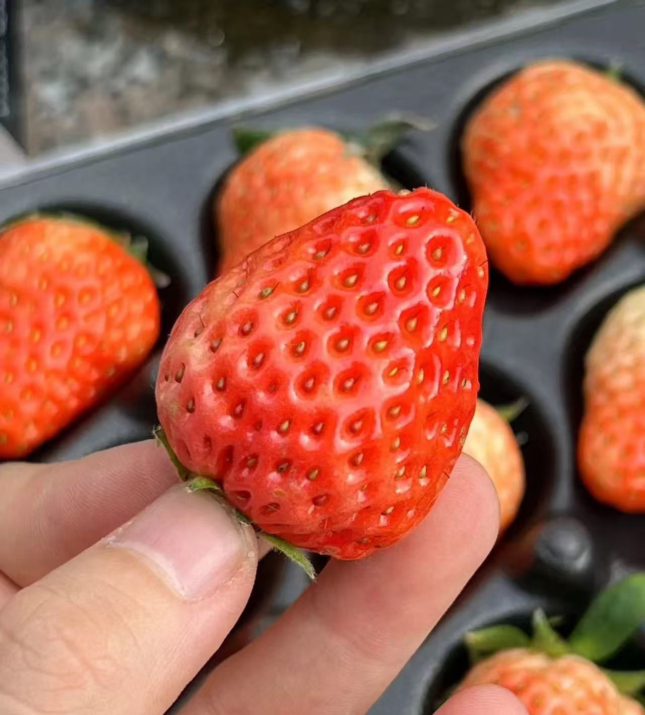 周四取货：【新鲜草莓】一盒15粒左右，形美味甜，柔嫩多汁